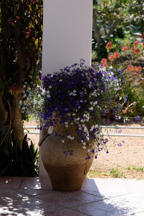 Uliveto House Bed and Breakfast Castellammare del Golfo Eksteriør billede