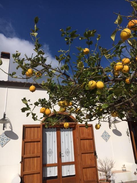 Uliveto House Bed and Breakfast Castellammare del Golfo Eksteriør billede
